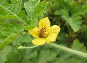瓜花苗怎么吃,探索美味与营养的完美结合